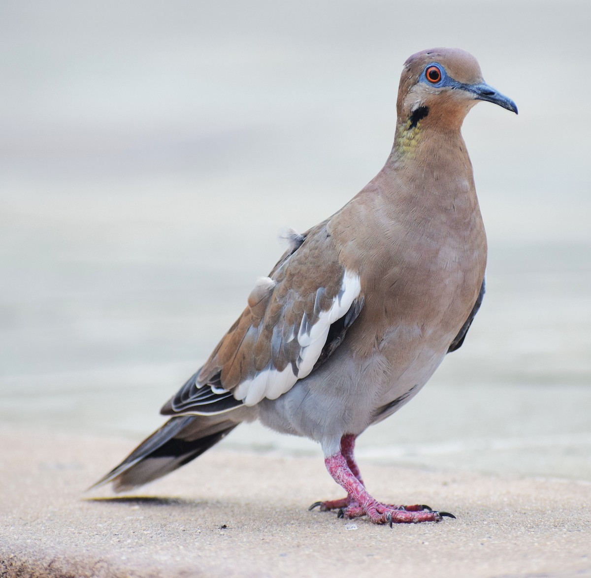White-winged Dove - ML642158734