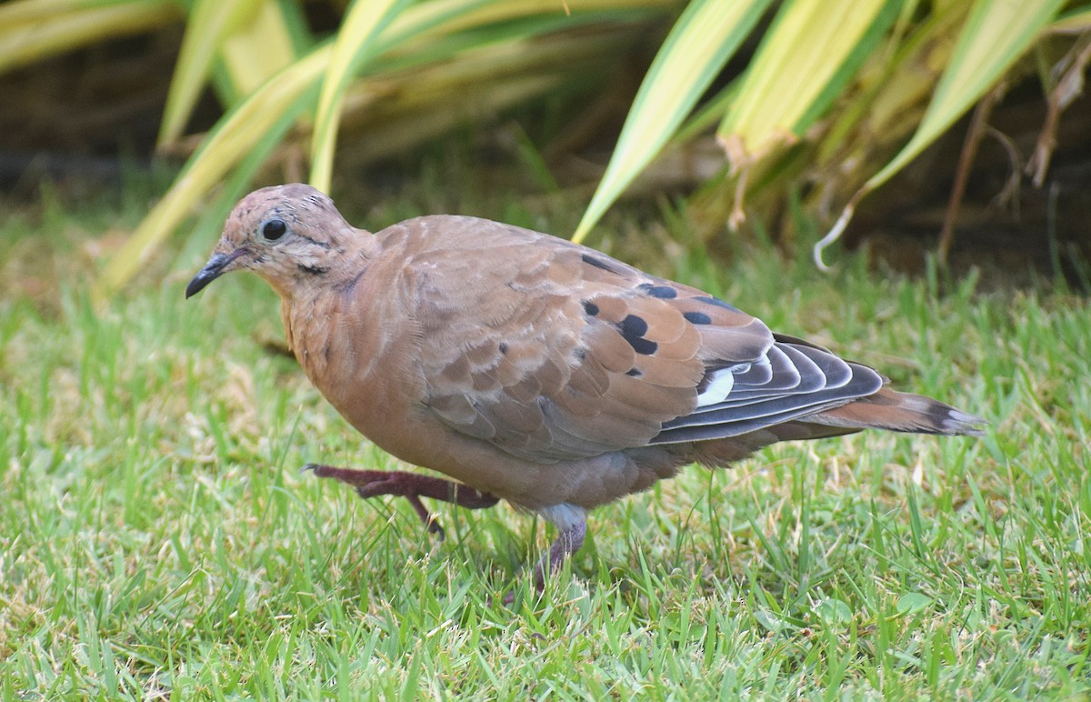 Zenaida Dove - ML642158735