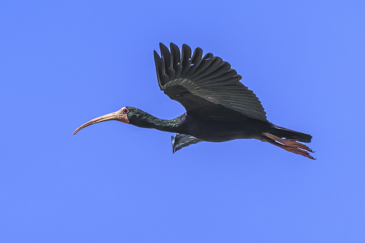 Bare-faced Ibis - ML642158750
