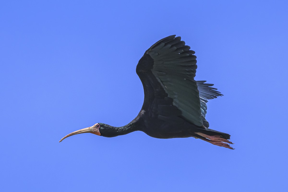 Bare-faced Ibis - ML642158751