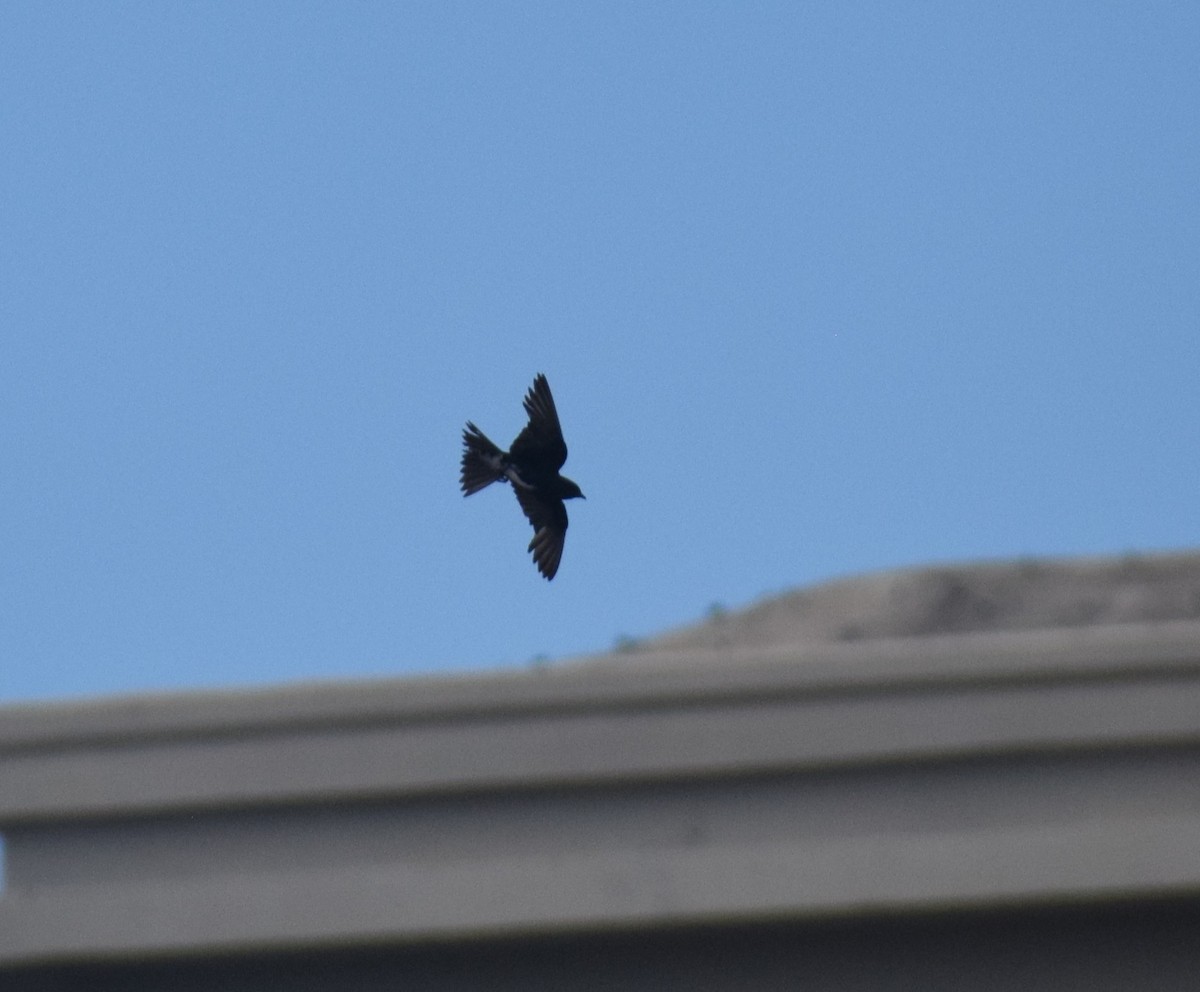 Caribbean Martin - ML642158752