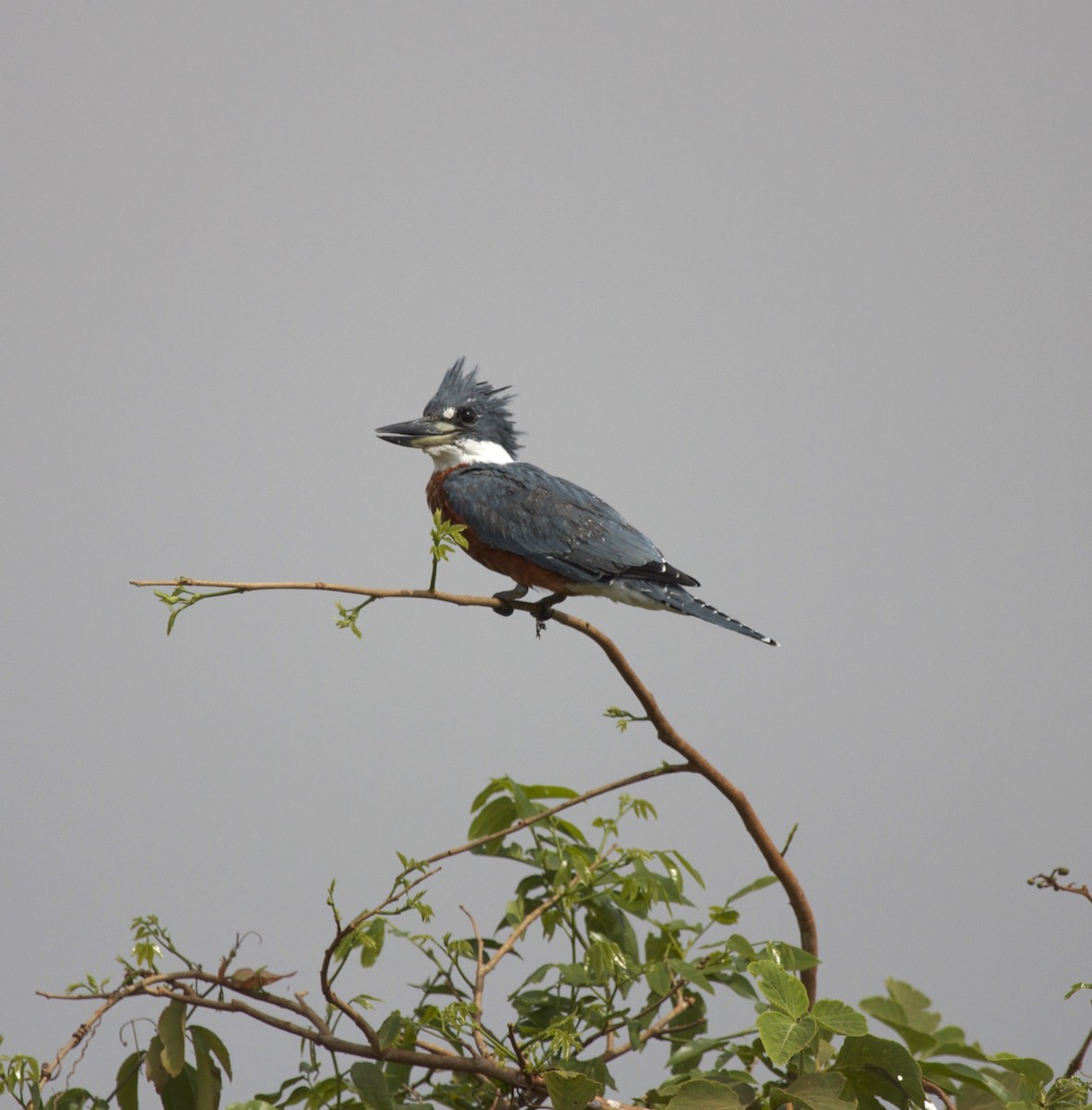 Ringed Kingfisher - ML642158753