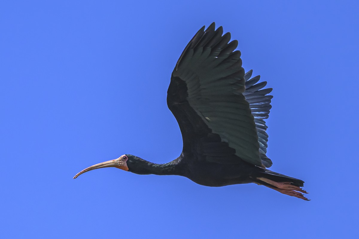 Bare-faced Ibis - ML642158757