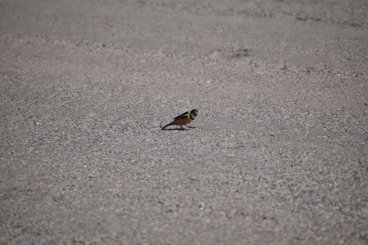 Rusty-collared Seedeater - ML642158758
