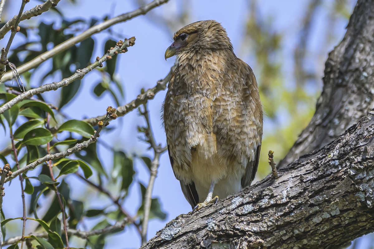 Chimango Caracara - ML642158763