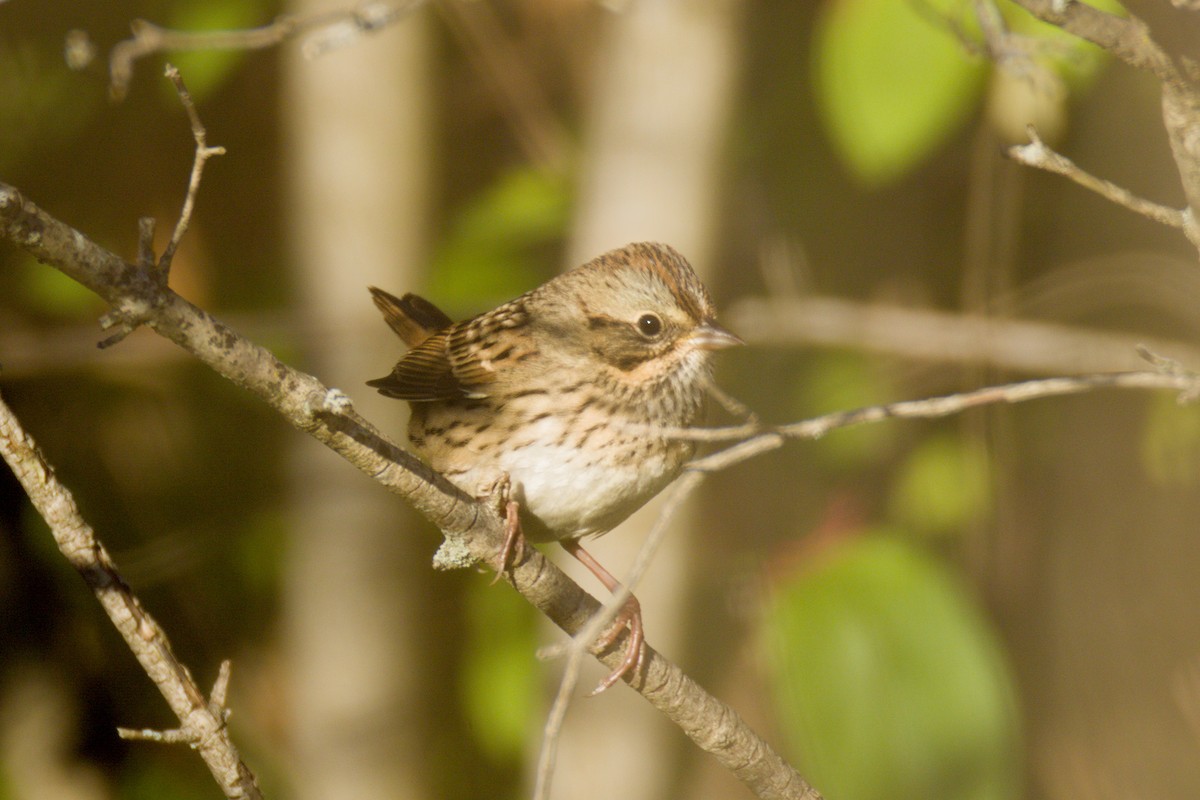 Lincoln's Sparrow - ML642158776