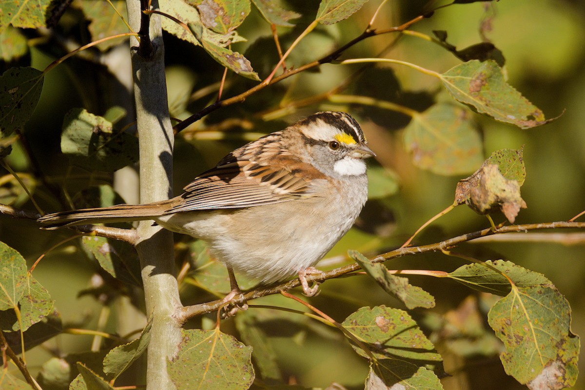 White-throated Sparrow - ML642158778