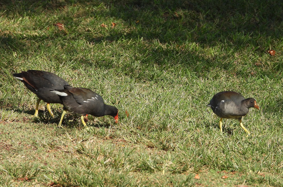 סופית אמריקנית - ML642158798