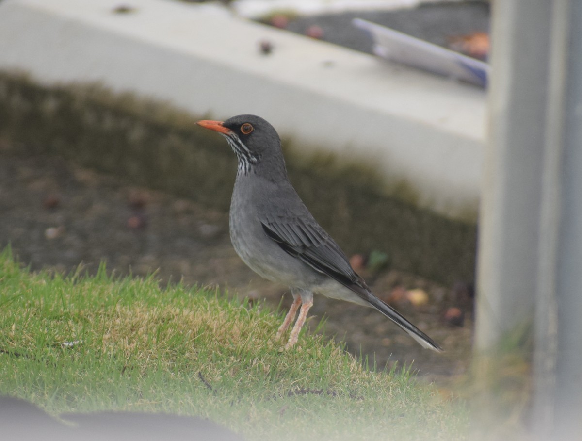 Red-legged Thrush (Antillean) - ML642158803
