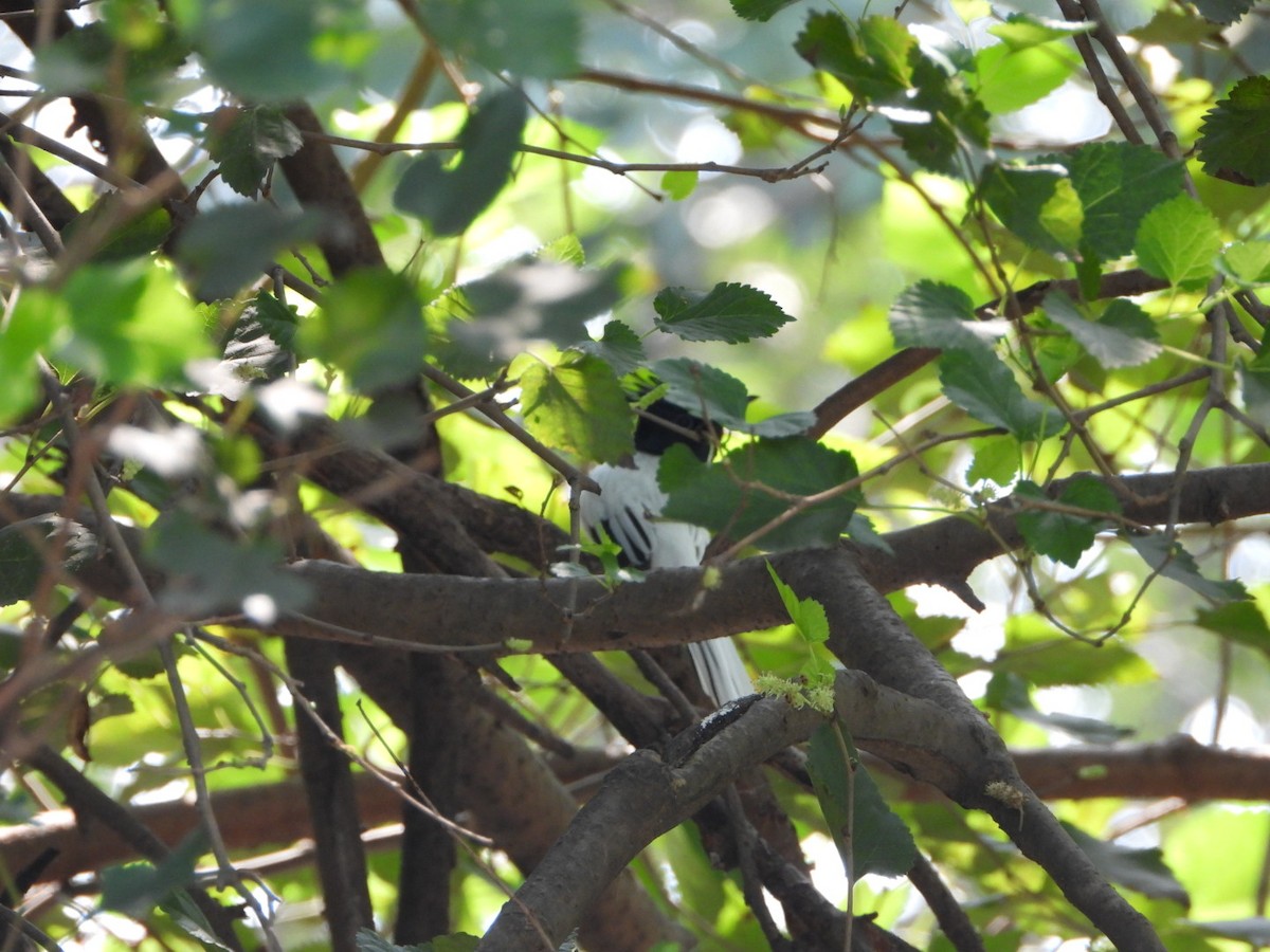 Indian Paradise-Flycatcher - ML642158806