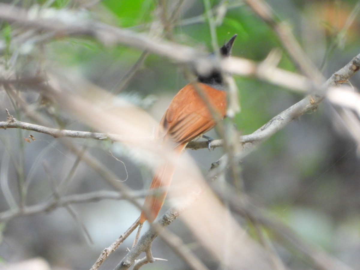 Indian Paradise-Flycatcher - ML642158807