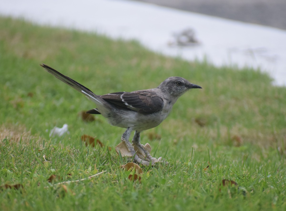Northern Mockingbird - ML642158810