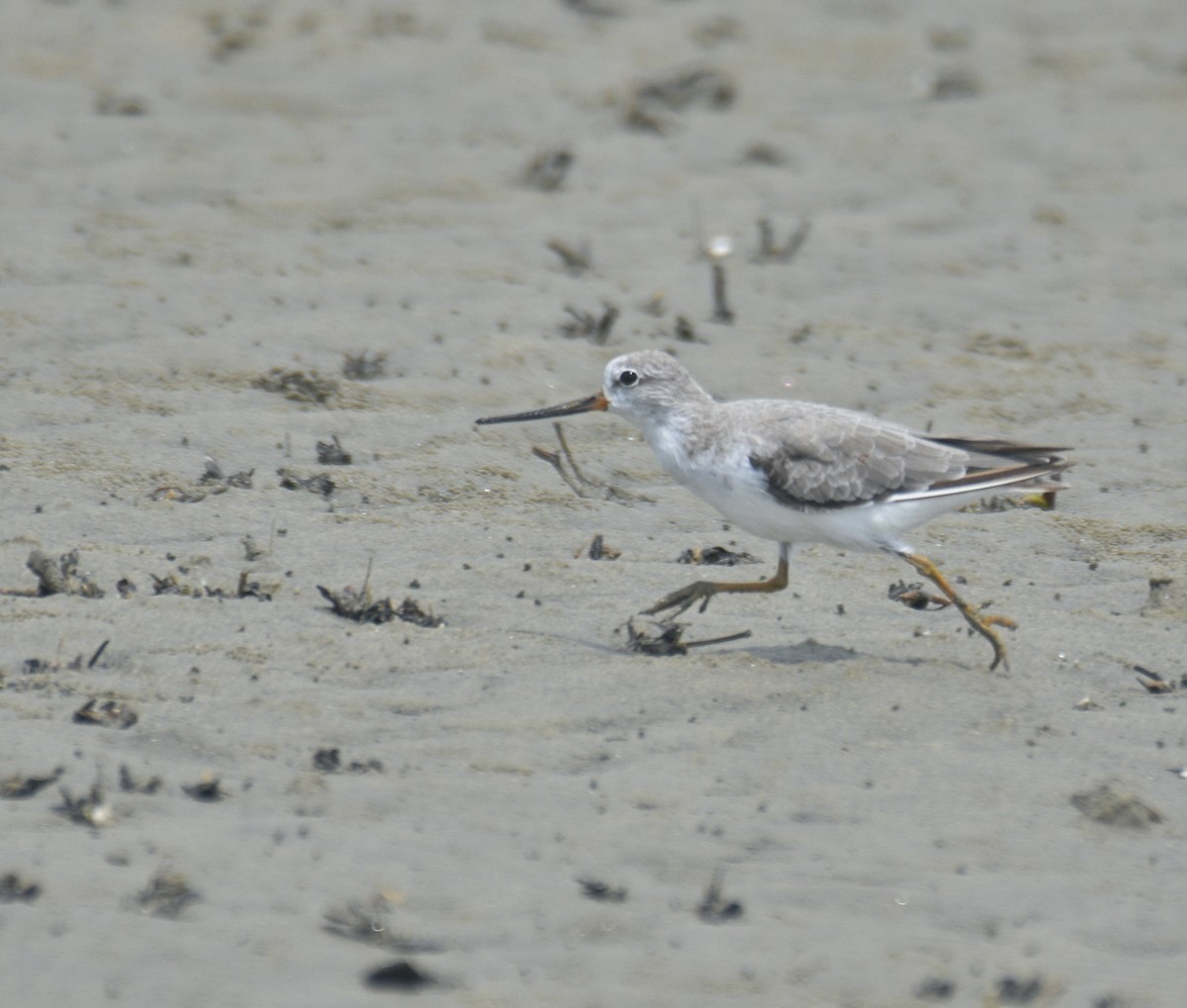 Terek Sandpiper - ML642158843