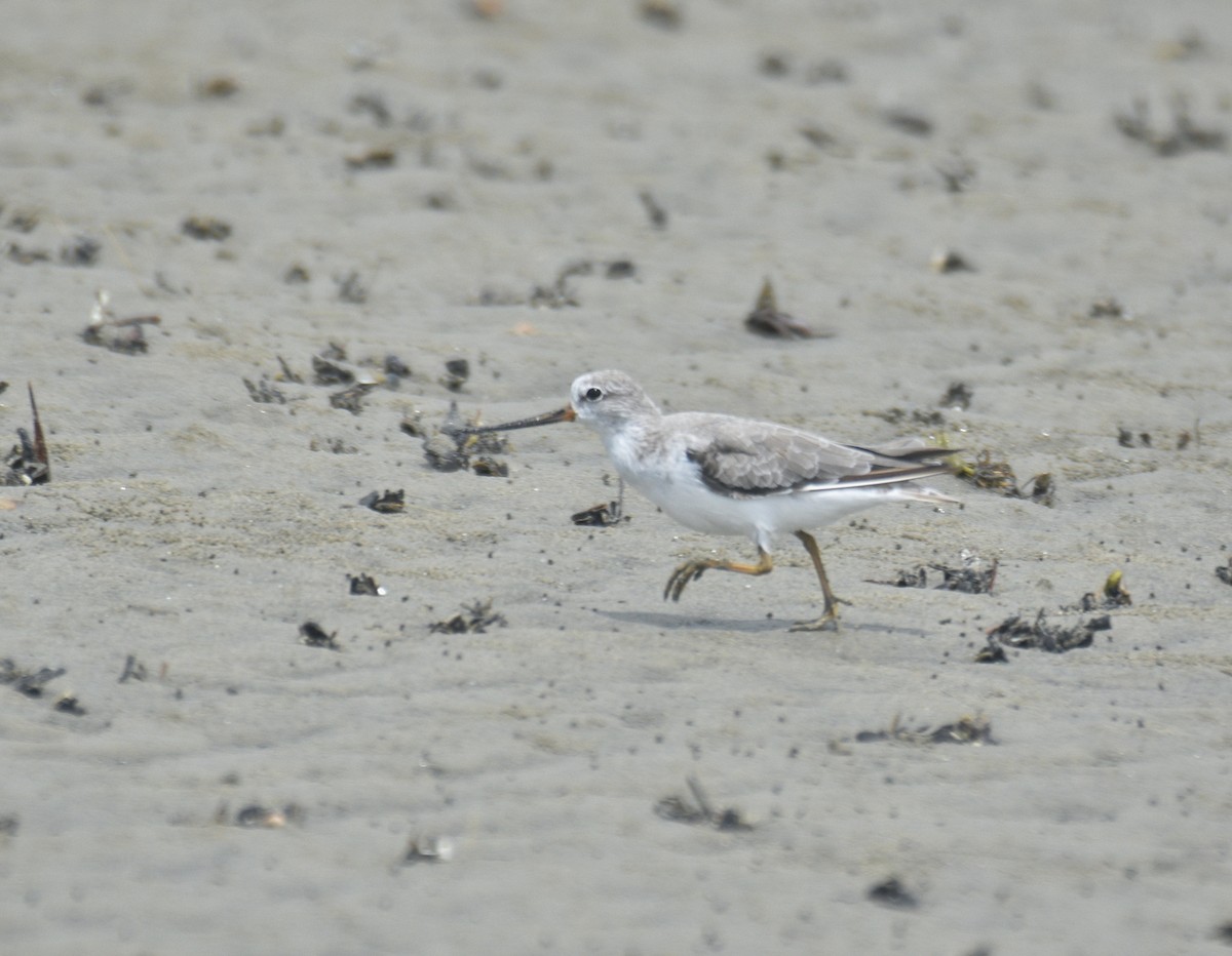 Terek Sandpiper - ML642158844