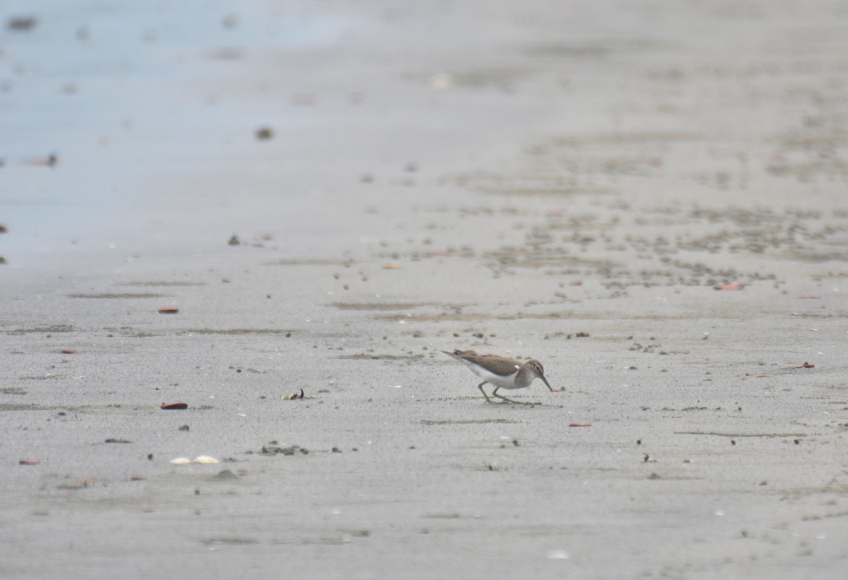 strandsnipe - ML642158892