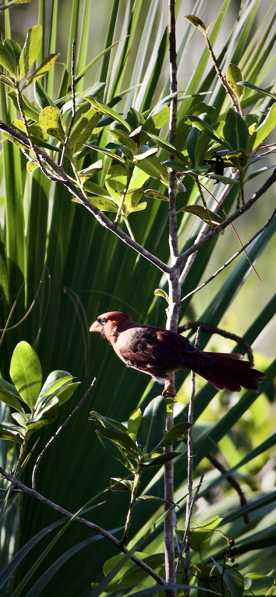 Northern Cardinal - ML642158897