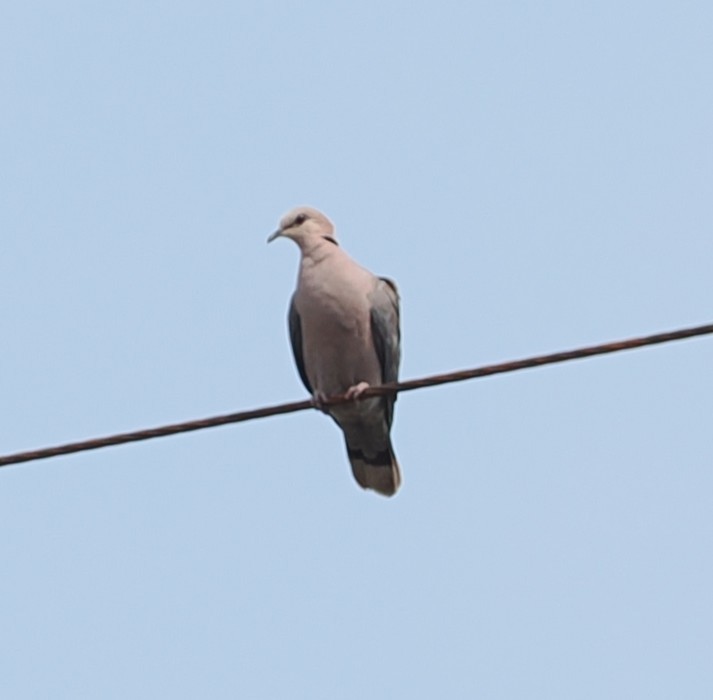 Red-eyed Dove - ML642158900