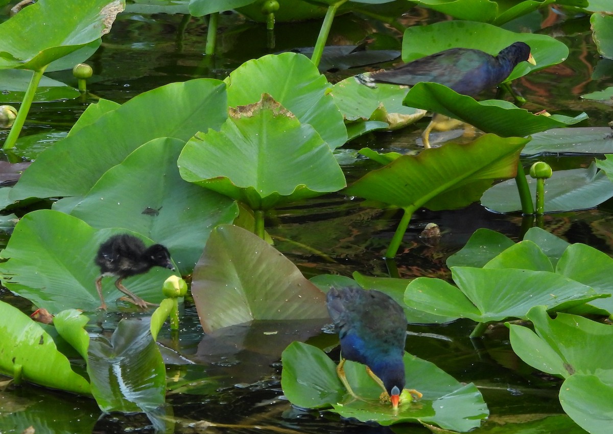 Purple Gallinule - ML642158903