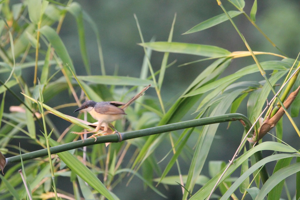 Ashy Prinia - ML642158906