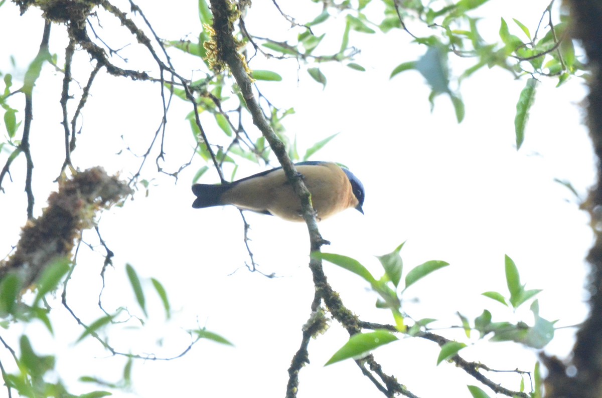 Fawn-breasted Tanager - ML642158909