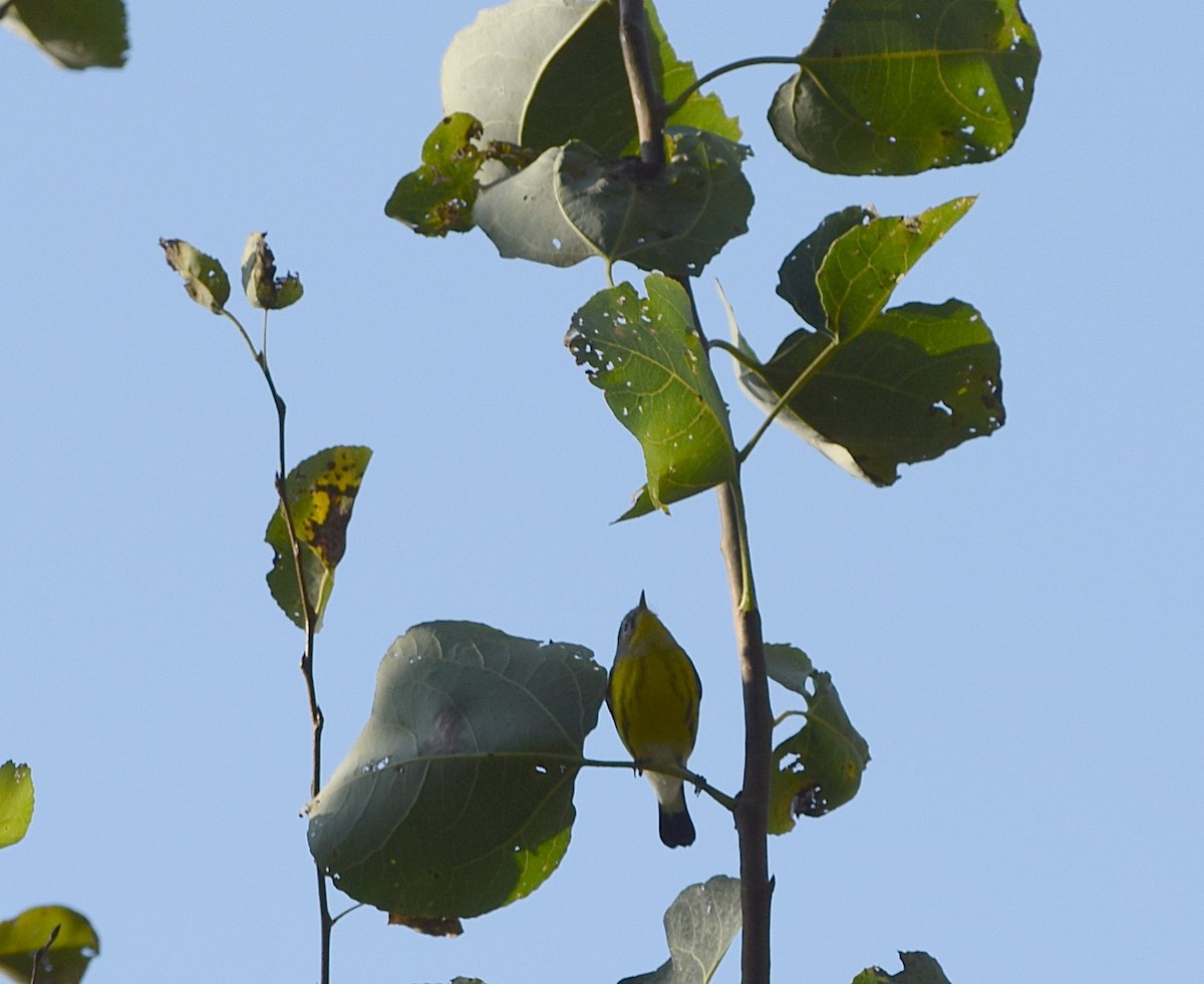 Magnolia Warbler - ML642158912