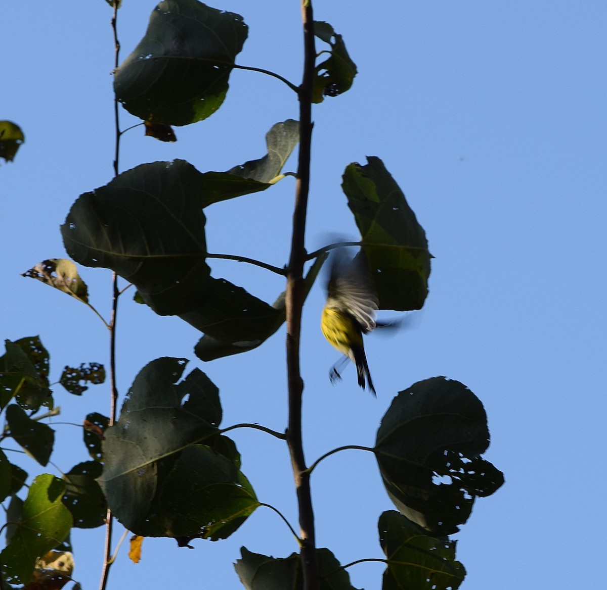 Magnolia Warbler - ML642158914