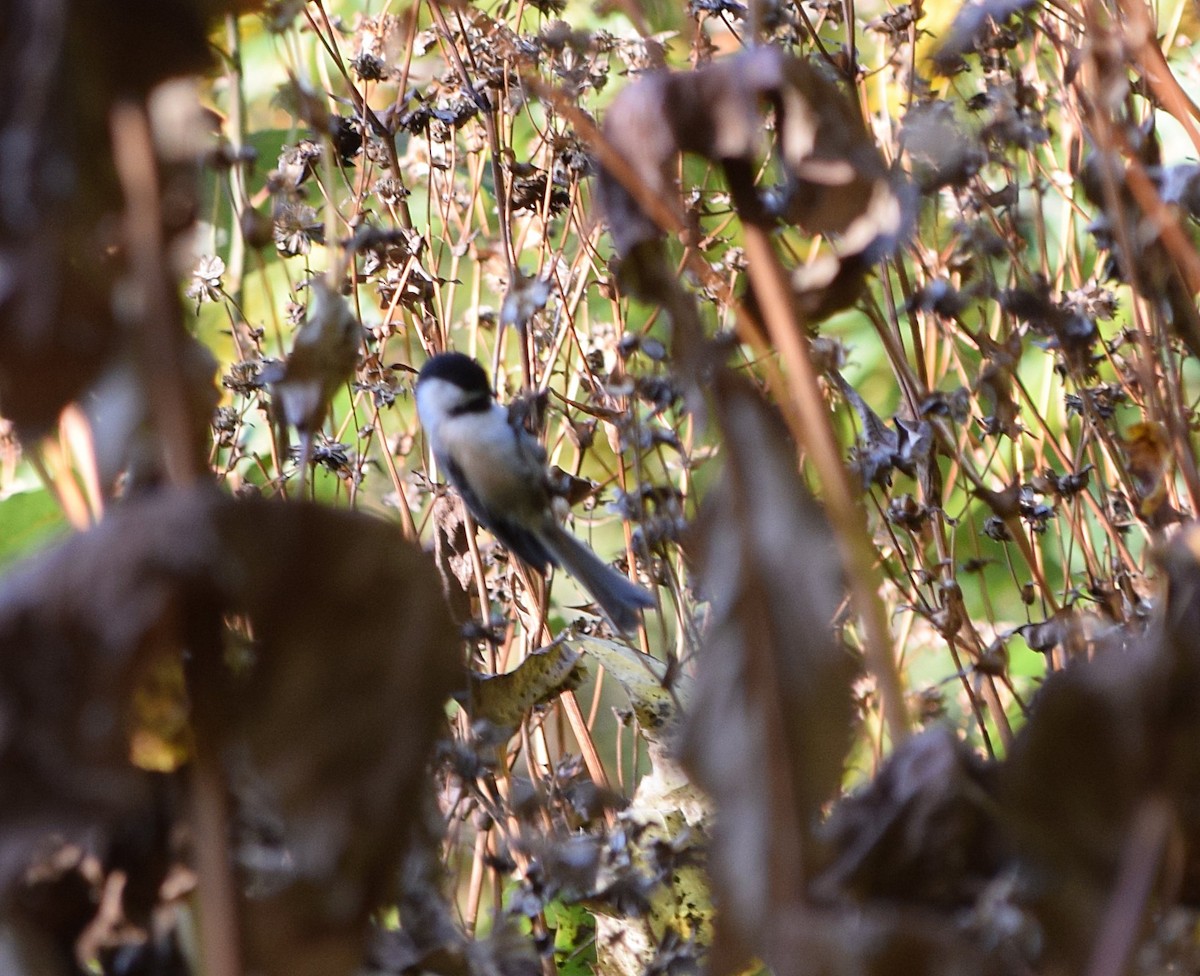 Black-capped Chickadee - ML642158915