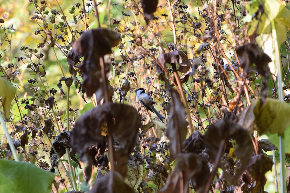 Black-capped Chickadee - ML642158916