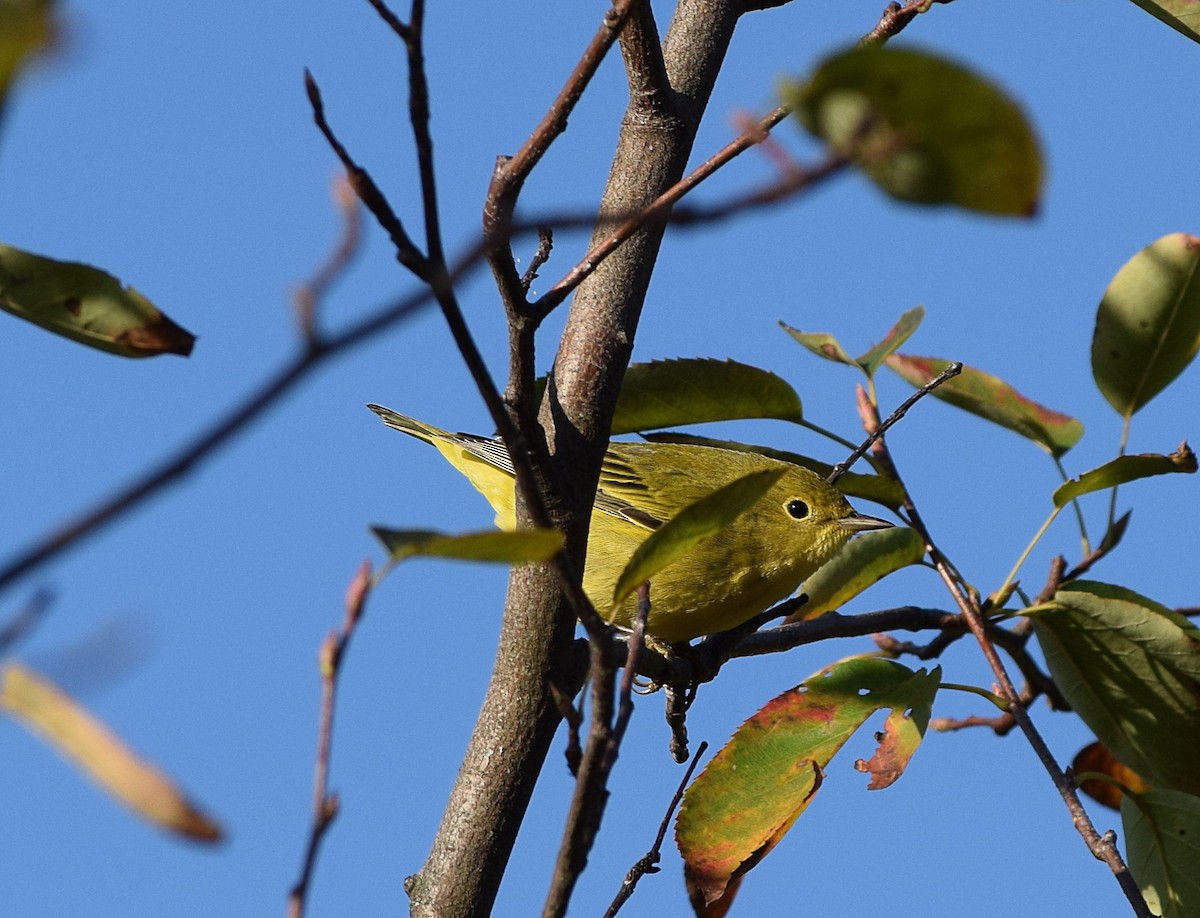Yellow Warbler - ML642158917