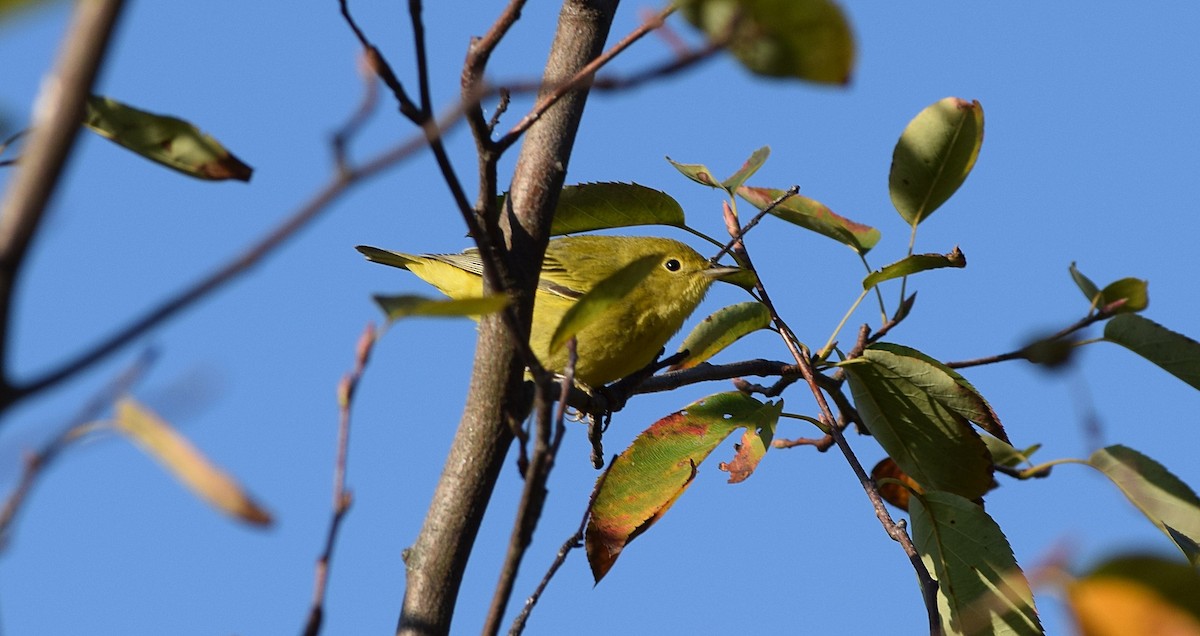 Yellow Warbler - ML642158918