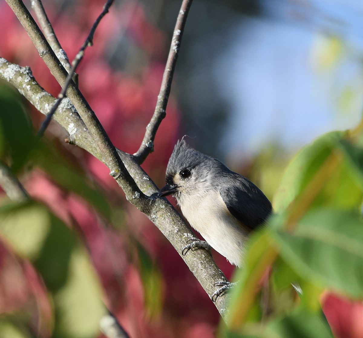Tufted Titmouse - ML642158924