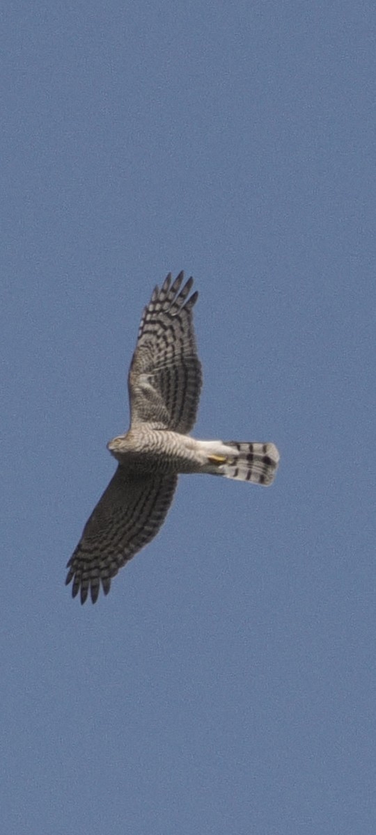 Eurasian Sparrowhawk - ML642158929