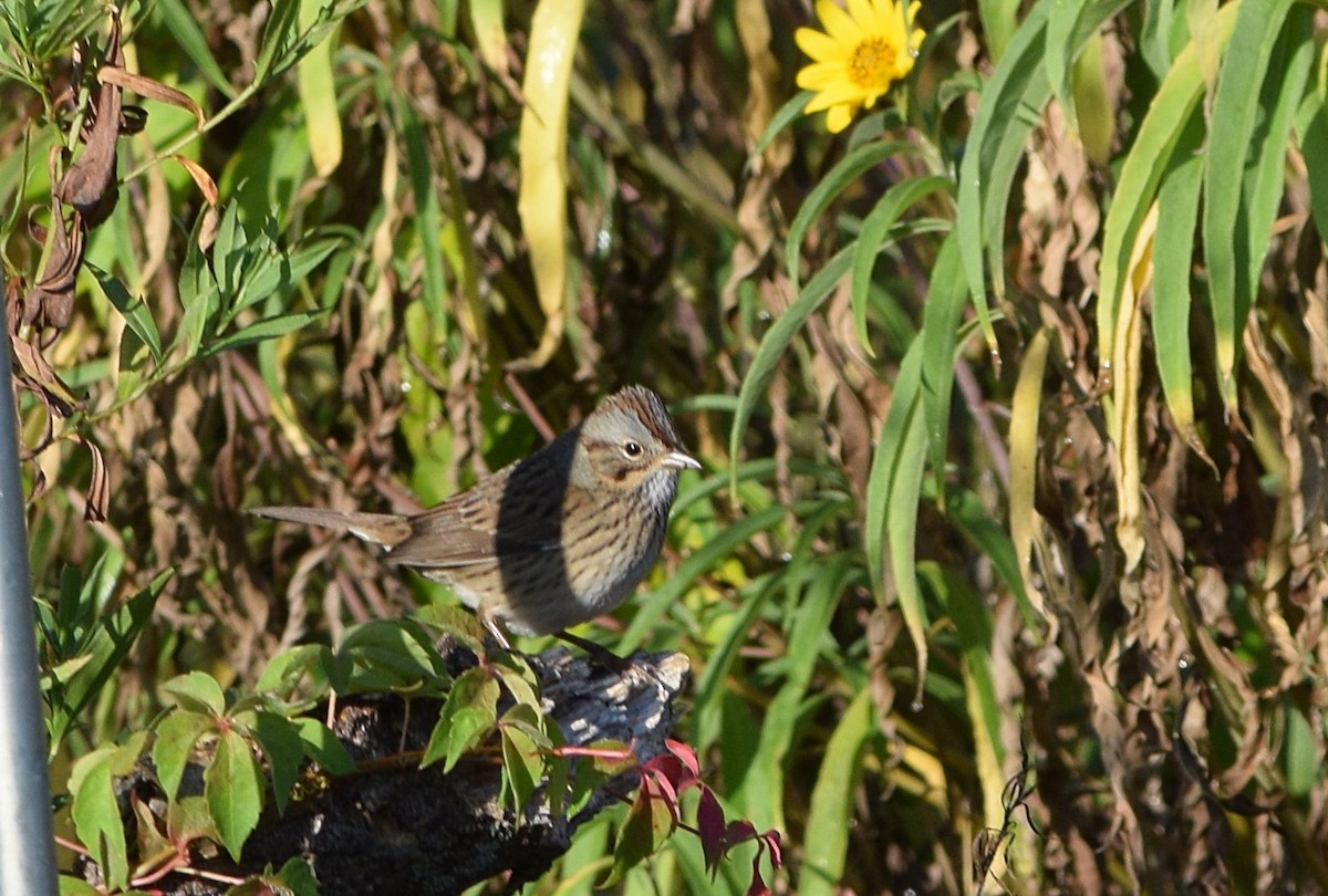 Lincoln's Sparrow - ML642158930
