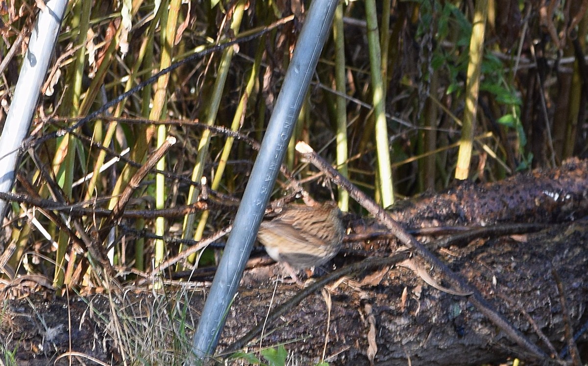 Lincoln's Sparrow - ML642158932