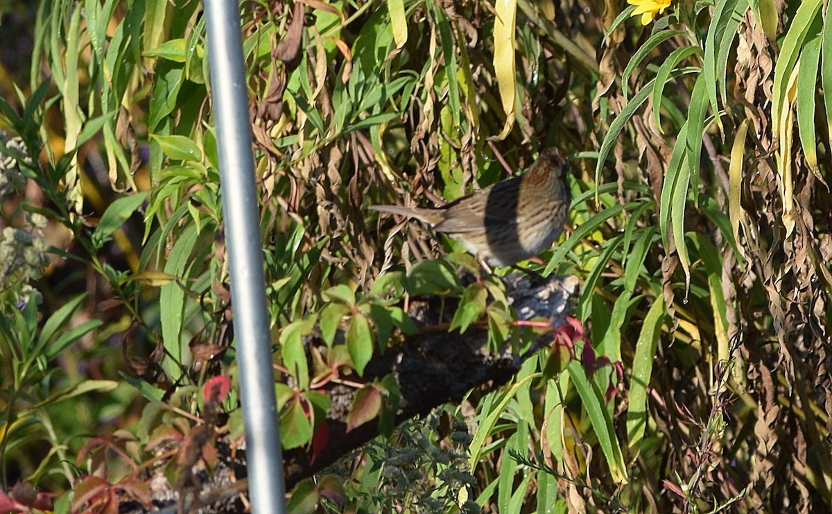 Lincoln's Sparrow - ML642158933