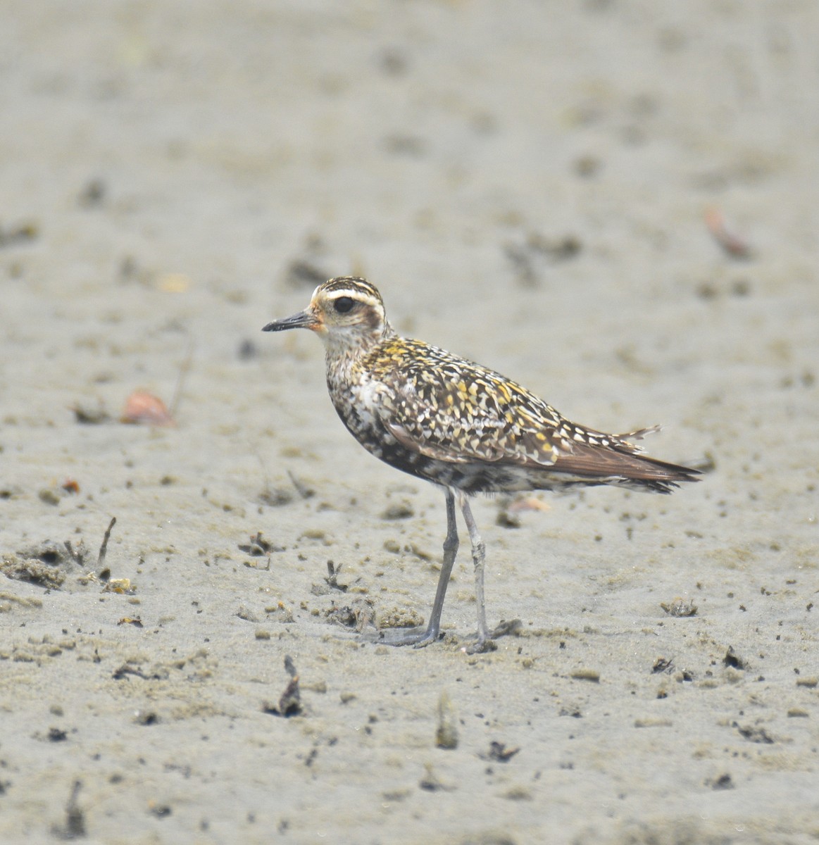 Pacific Golden-Plover - ML642158947