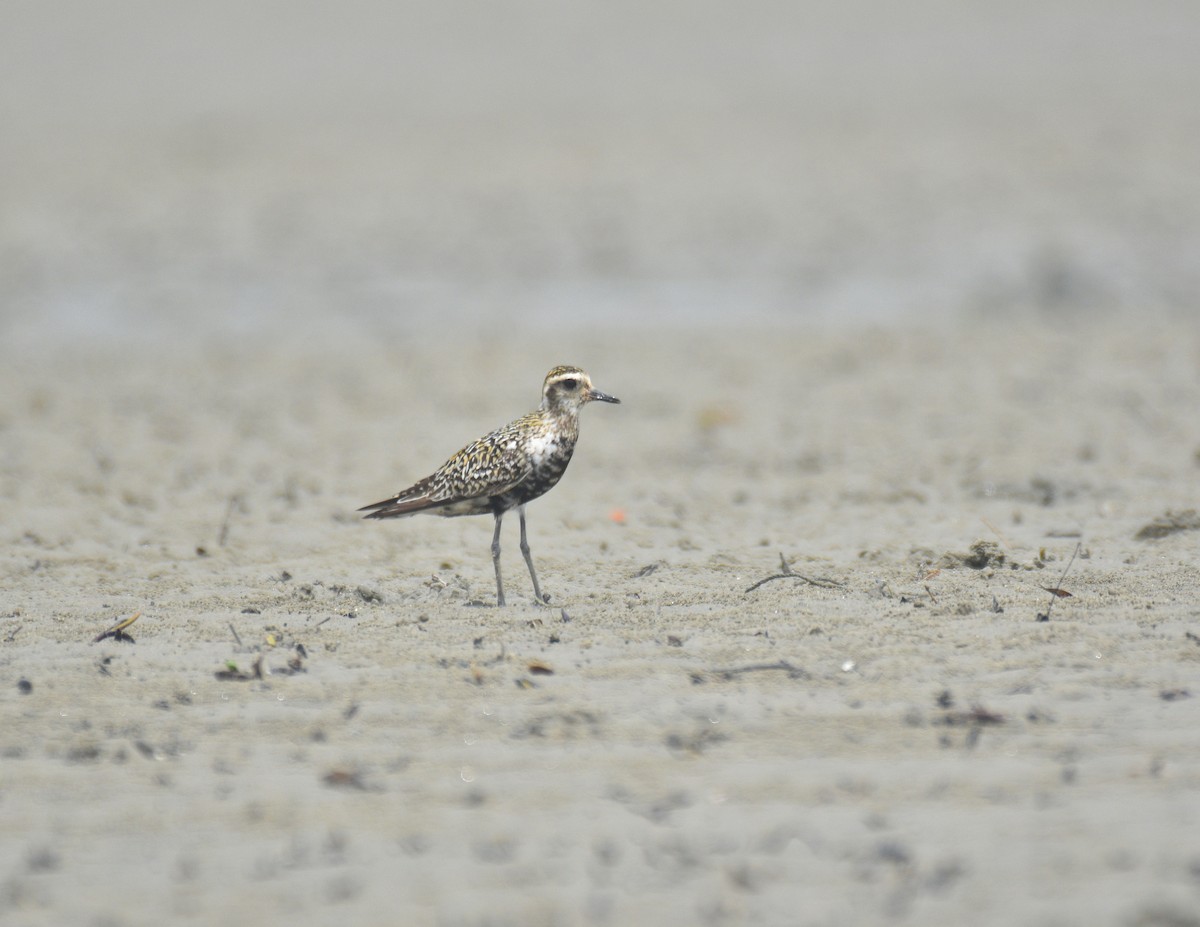 Pacific Golden-Plover - ML642158948