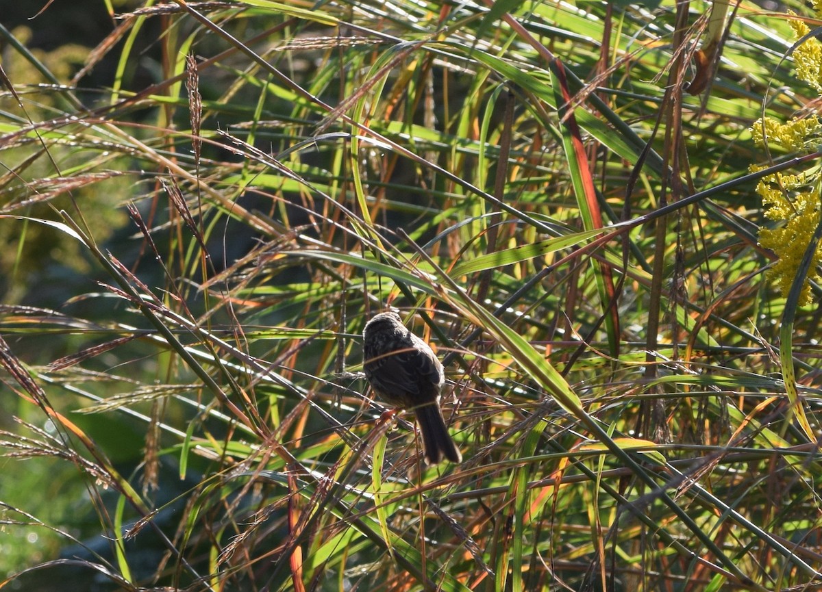 Song Sparrow - ML642158954