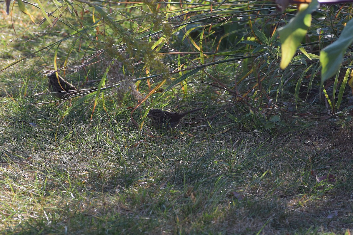 Song Sparrow - ML642158955