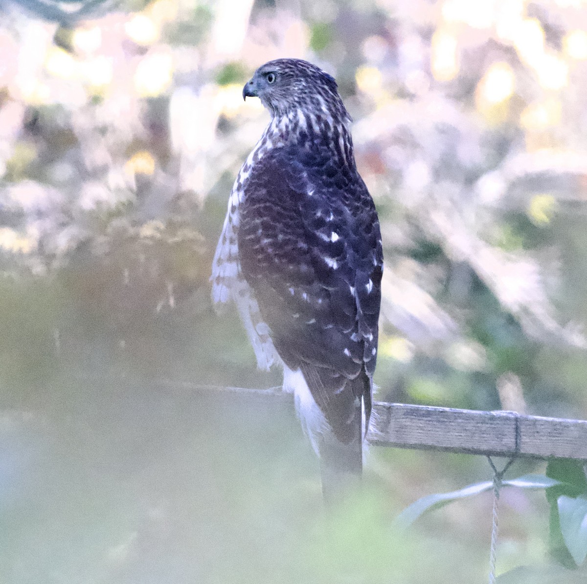 Cooper's Hawk - ML642158956