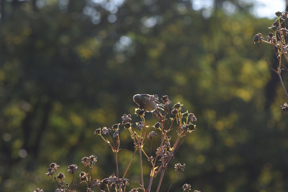 American Goldfinch - ML642158958