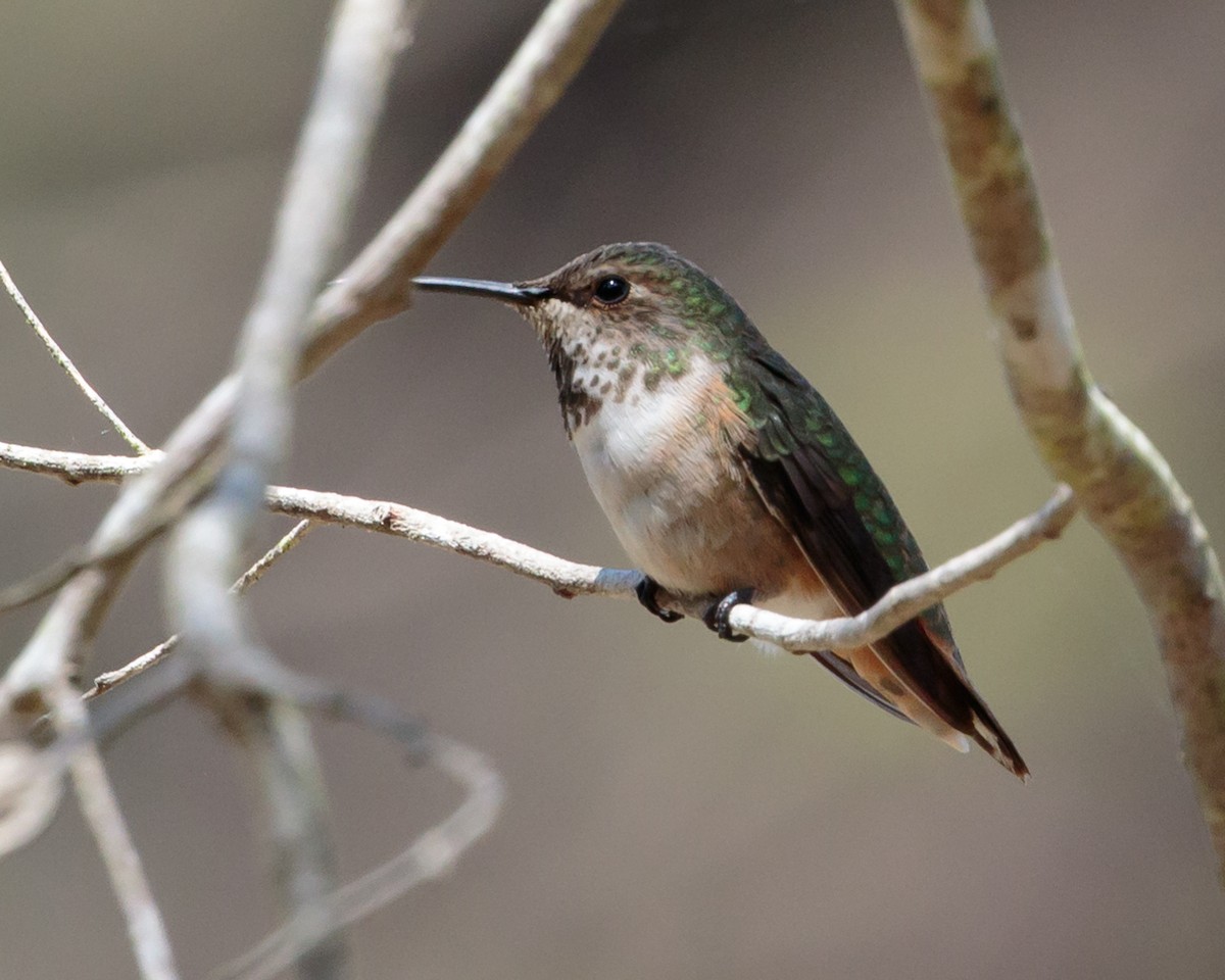 Colibri d'Allen - ML642158970