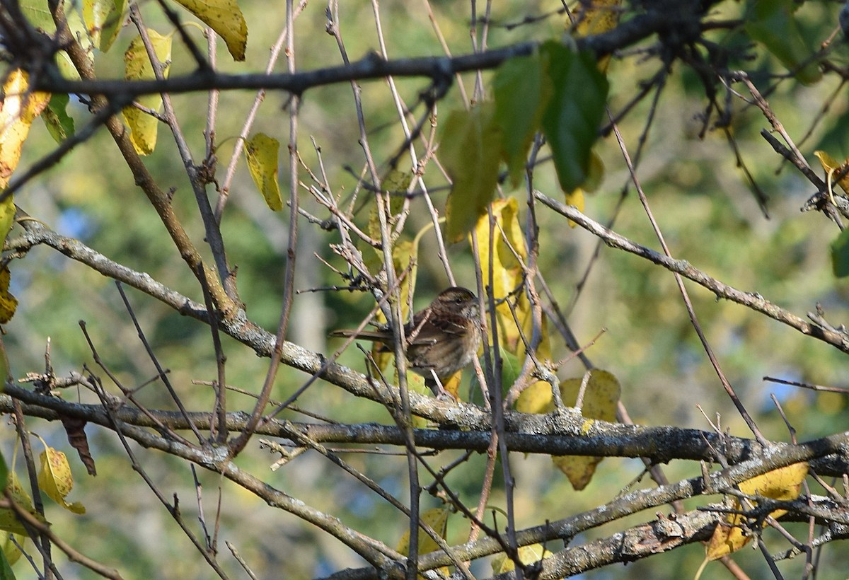 White-throated Sparrow - ML642158983