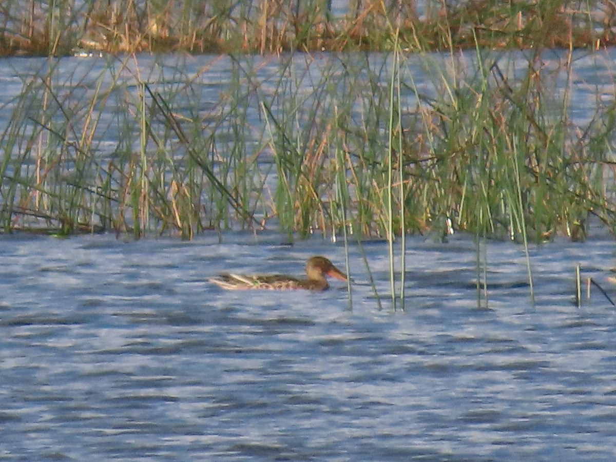 Northern Shoveler - ML642158996
