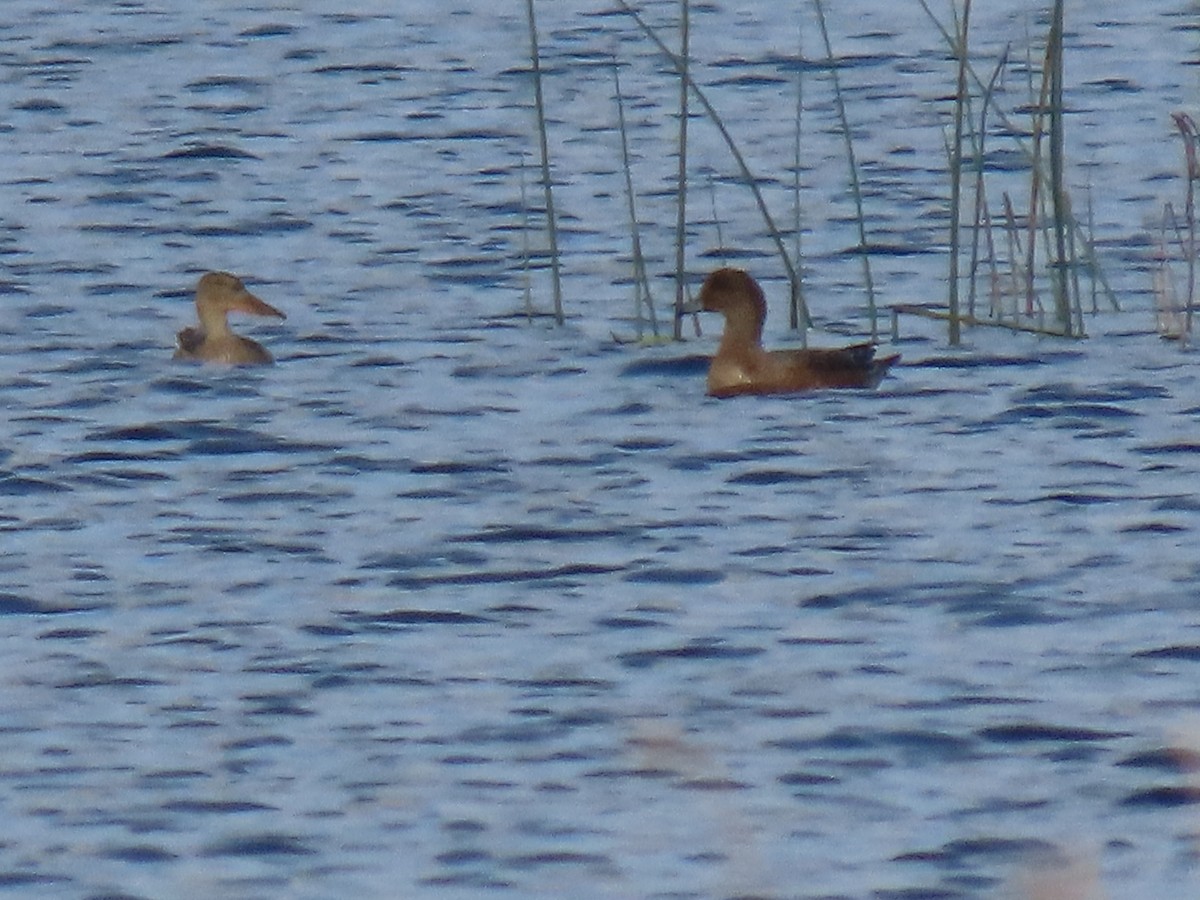 Northern Shoveler - ML642158997