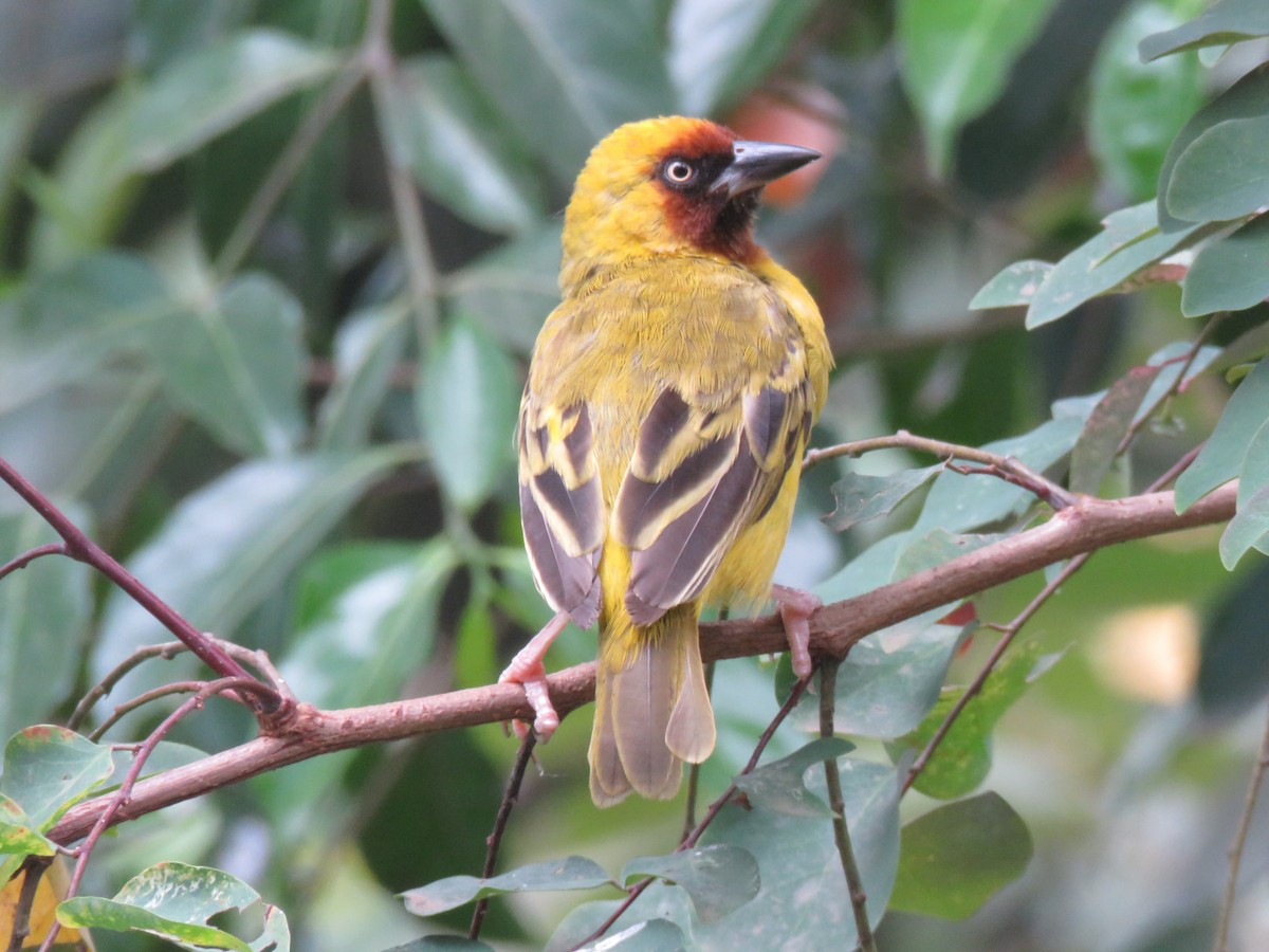 Northern Brown-throated Weaver - ML642159036