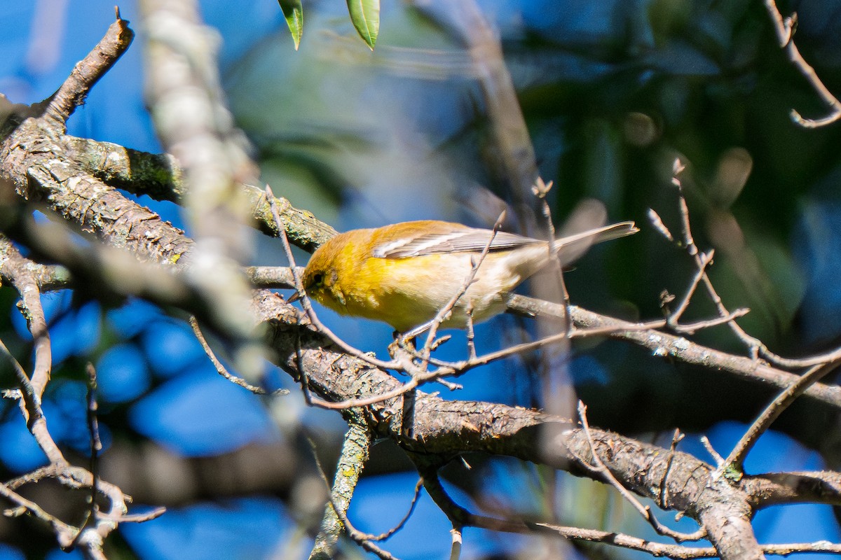 Pine Warbler - ML642159042