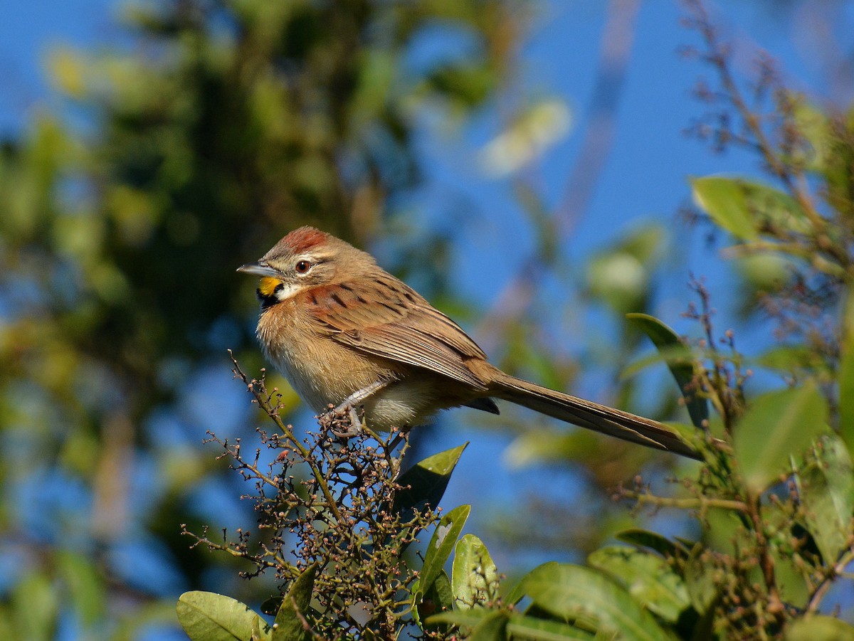 Chotoy Spinetail - ML642159055