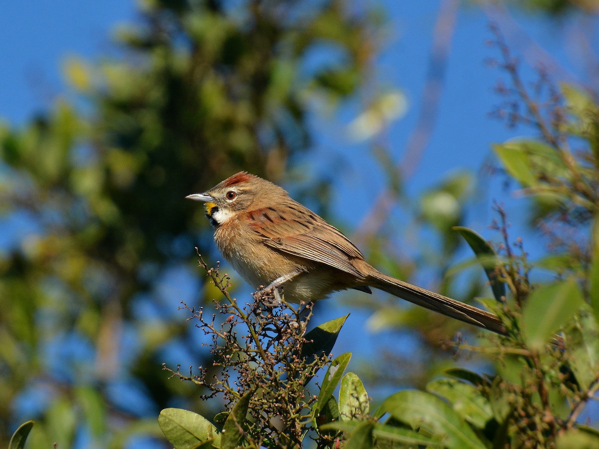 Chotoy Spinetail - ML642159056