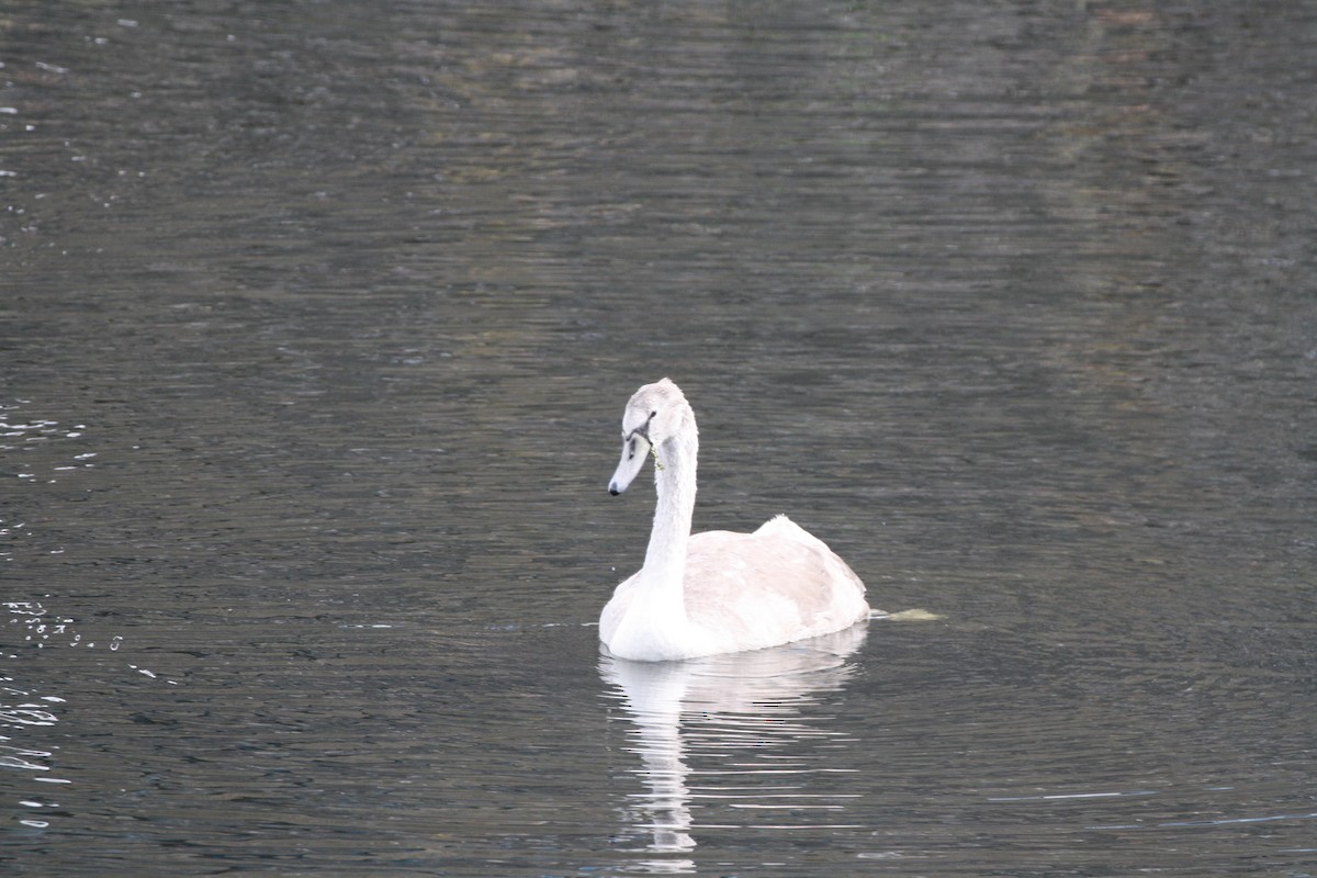 Mute Swan - ML642159057